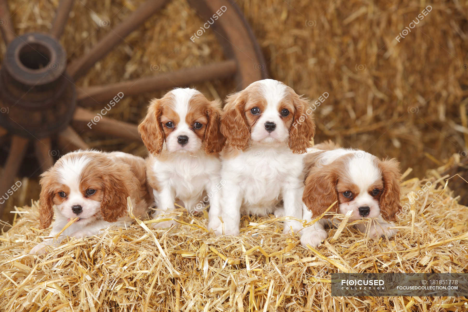 king charles spaniel brown puppy