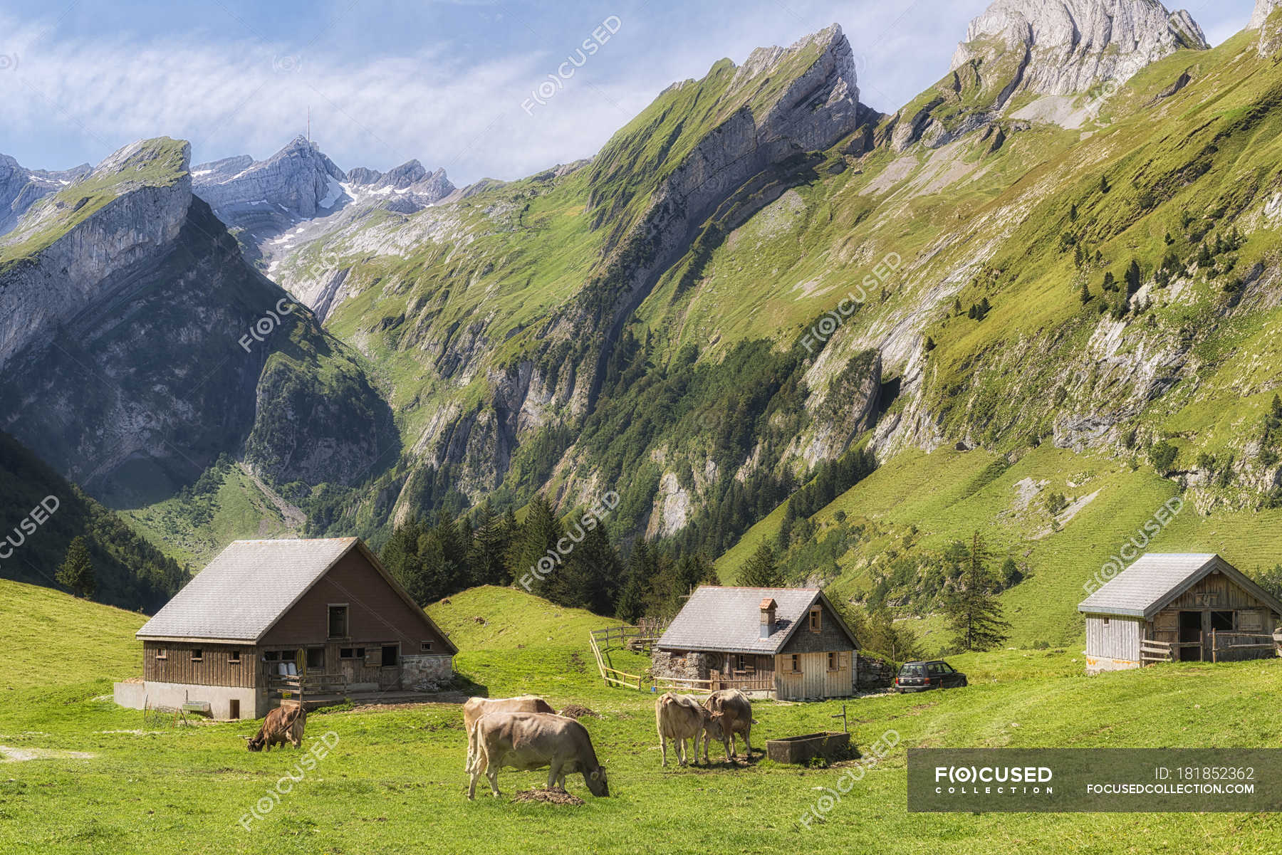 Switzerland, Cows grazing on meadow and cottage houses in mountains — scenic, domestic animals - Stock Photo | #181852362 Switzerland, Cows grazing on meadow and cottage houses in mountains — scenic, domestic animals - Stock Photo | #181852362