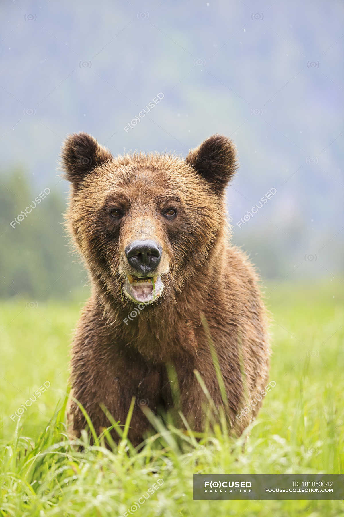 grizzly bear head side view