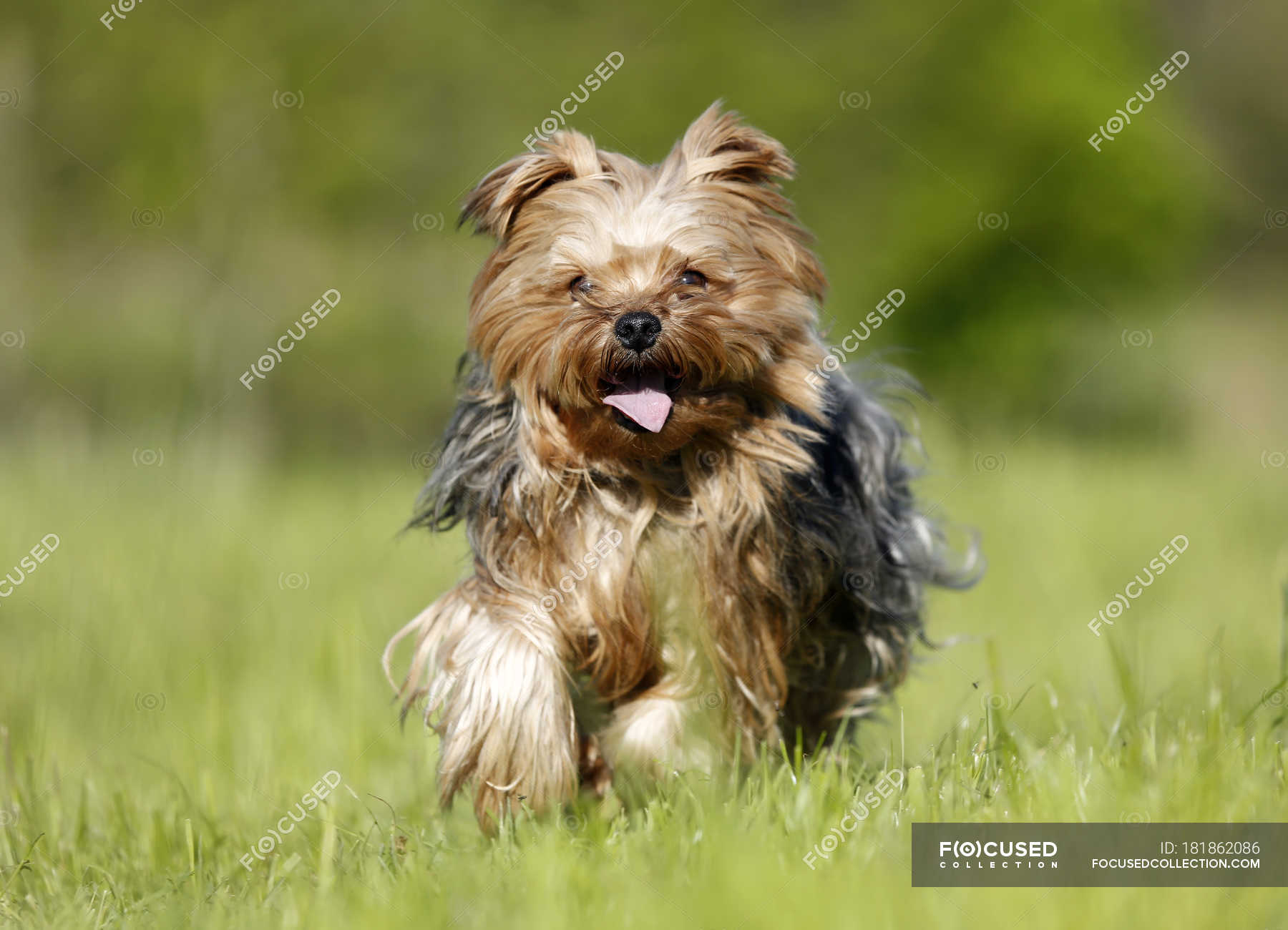 do yorkies like running