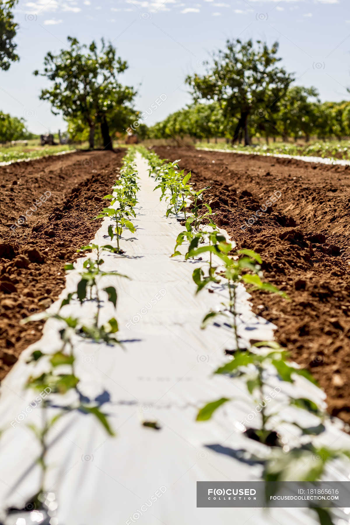 Closeup of chili pepper plants on farm at Carnarvon, Western Australia
