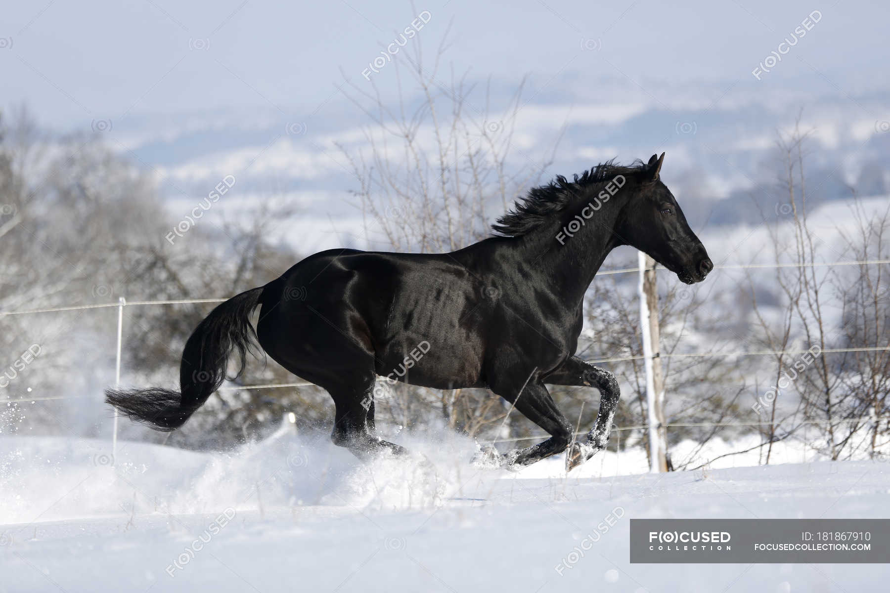 45+] Black Horse Wallpaper HD - WallpaperSafari