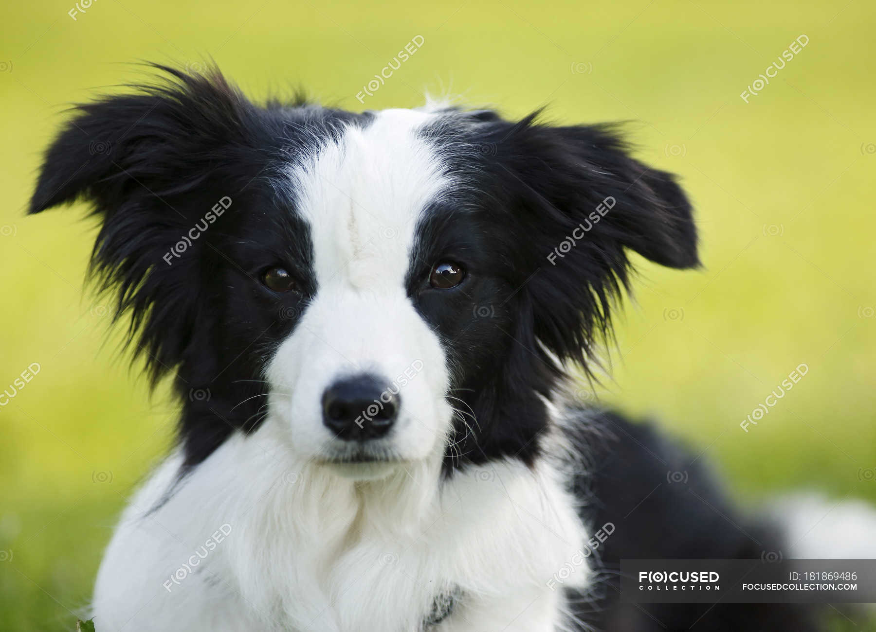 Schwarzweißer Border Collie Hund blickt in Kamera — Wachsamkeit, schön
