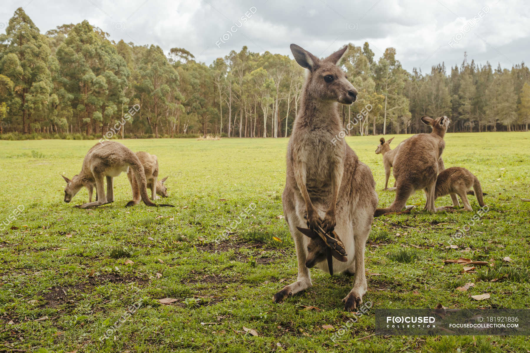 Australia, New South Wales, kangoroos, some with joey on meadow — animals, mammal Stock Photo