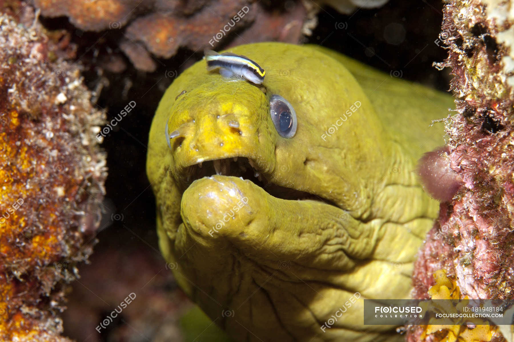 Karibik Antillen Curacao Westpunt Grune Murane Gymnothorax Funebris Mit Putzgrundel Gobiosoma Genie Karibisches Meer Exotisch Stock Photo 181948184