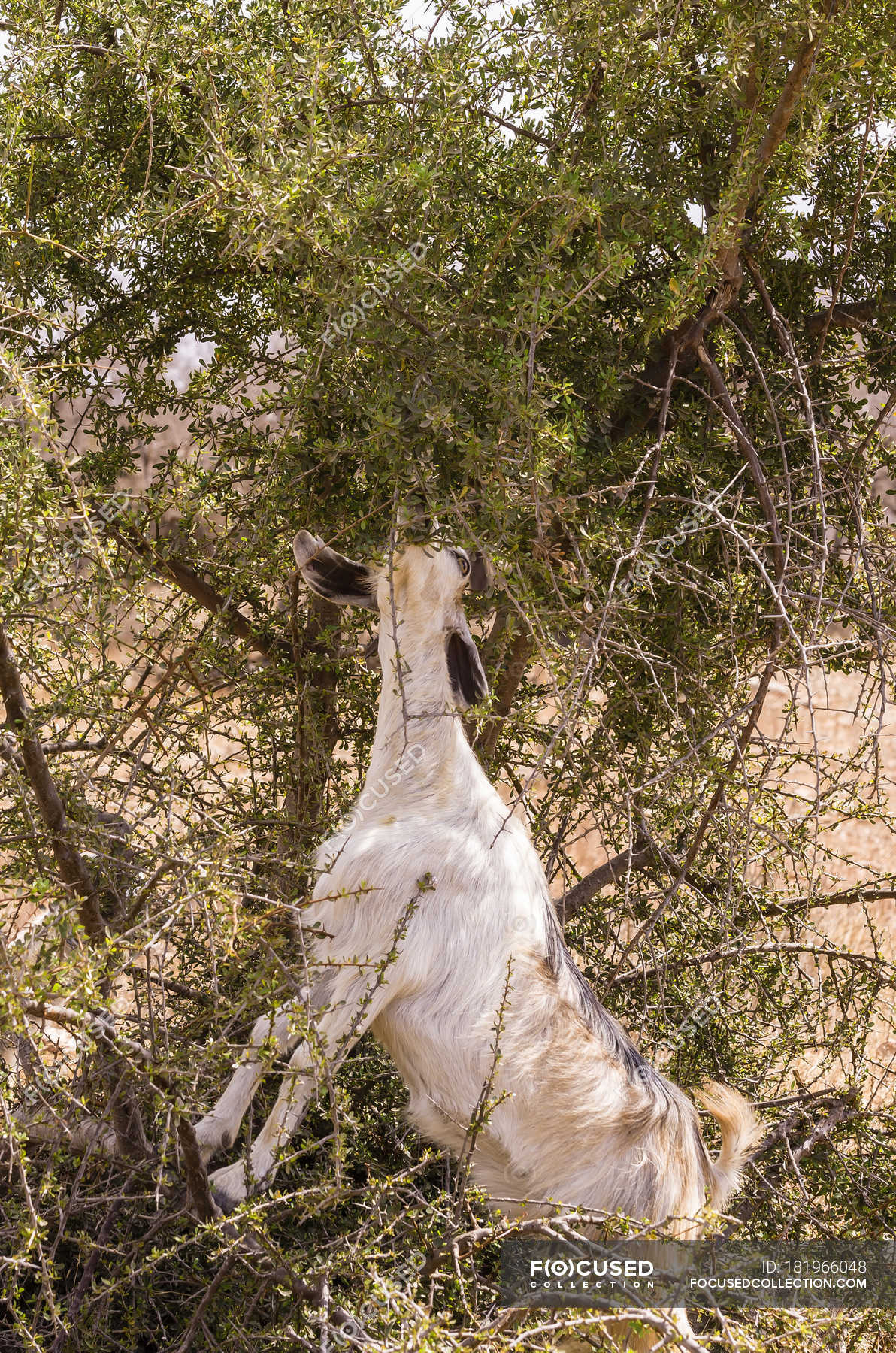 Goat climbing on argan tree and eating nuts in Morocco — travel