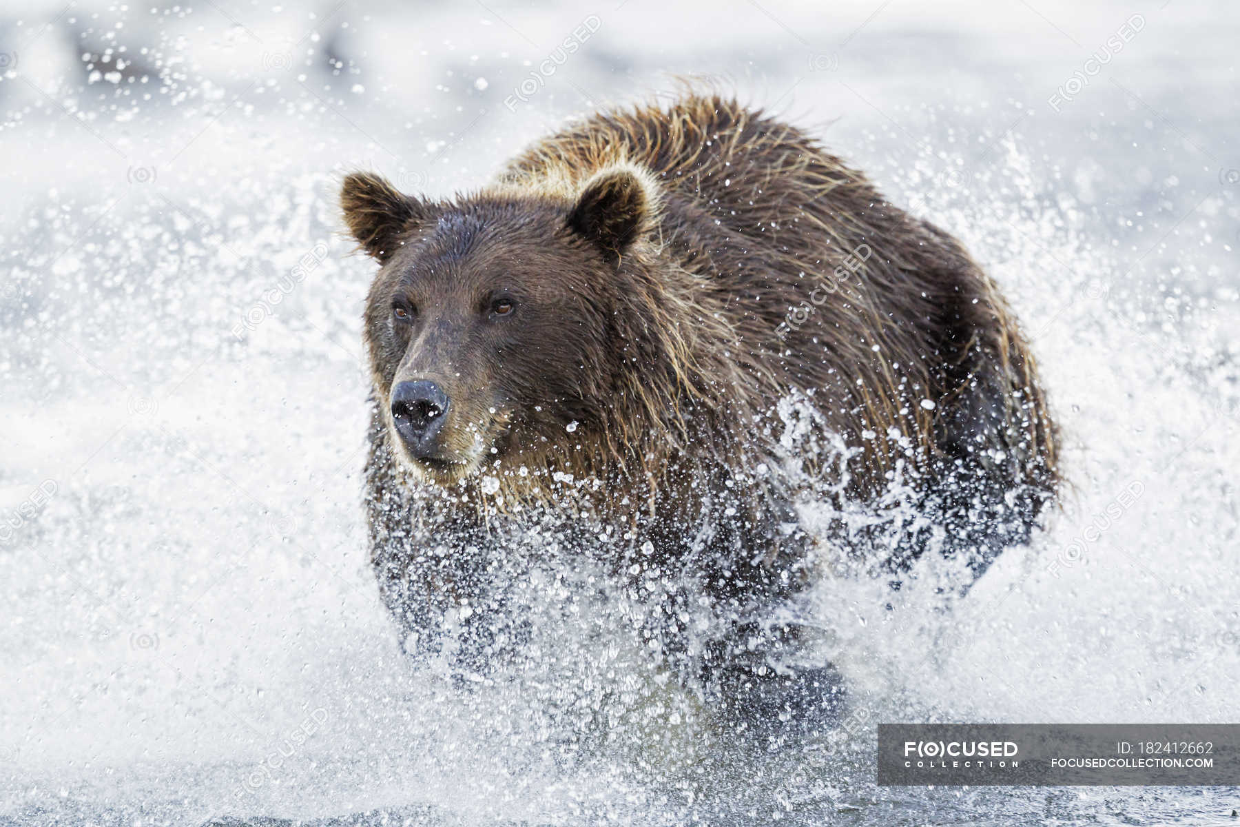 Бурый медведь скорость бега км ч. Беар Браун Аляска. Медведь бежит. Бурый медведь бежит. Медведь убегает.