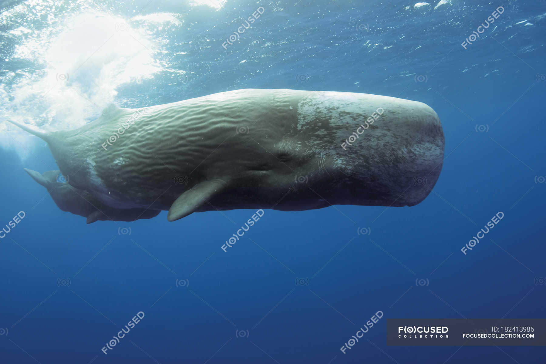 Sperm Whale And Calf