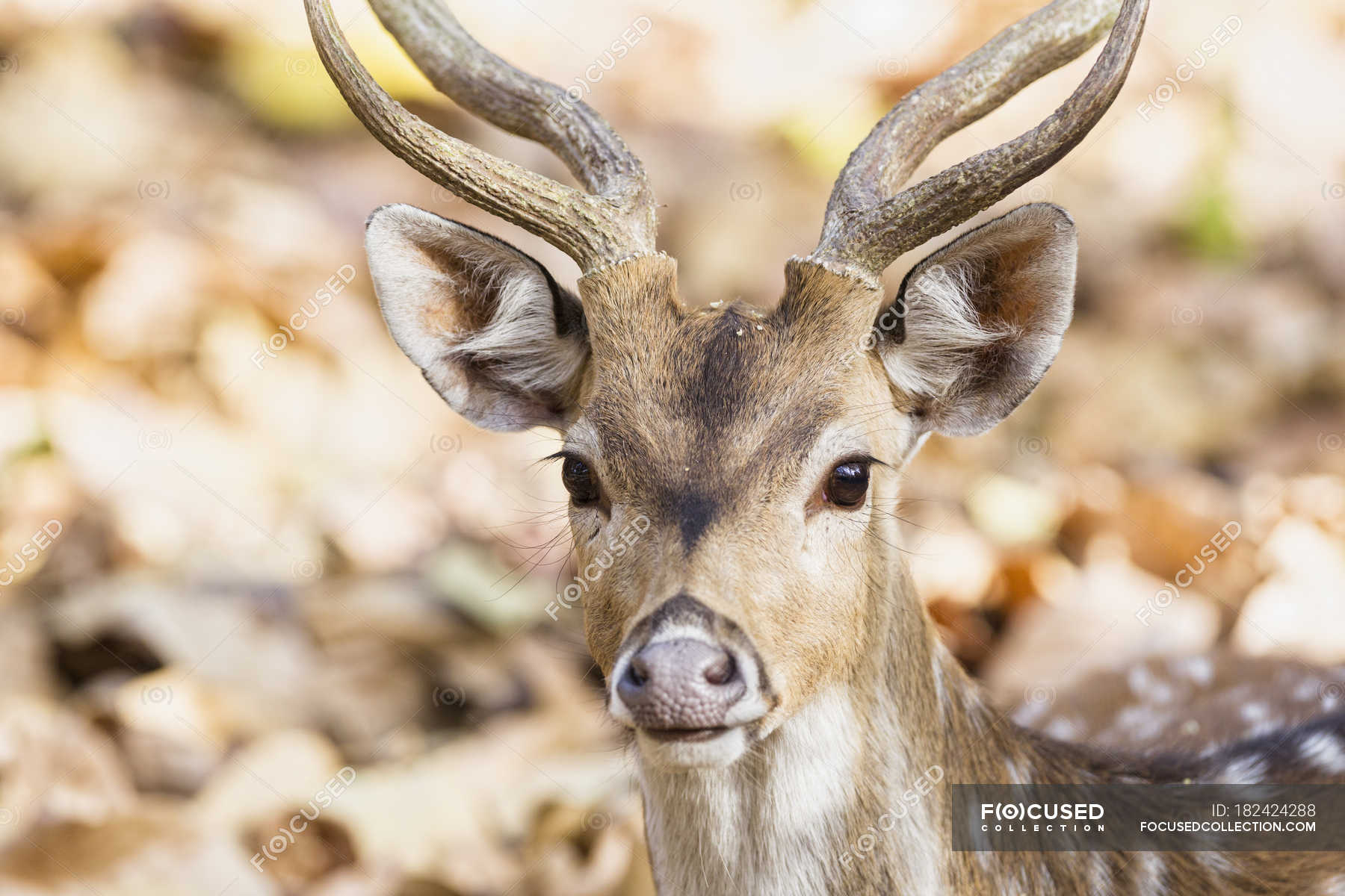 deer muzzle