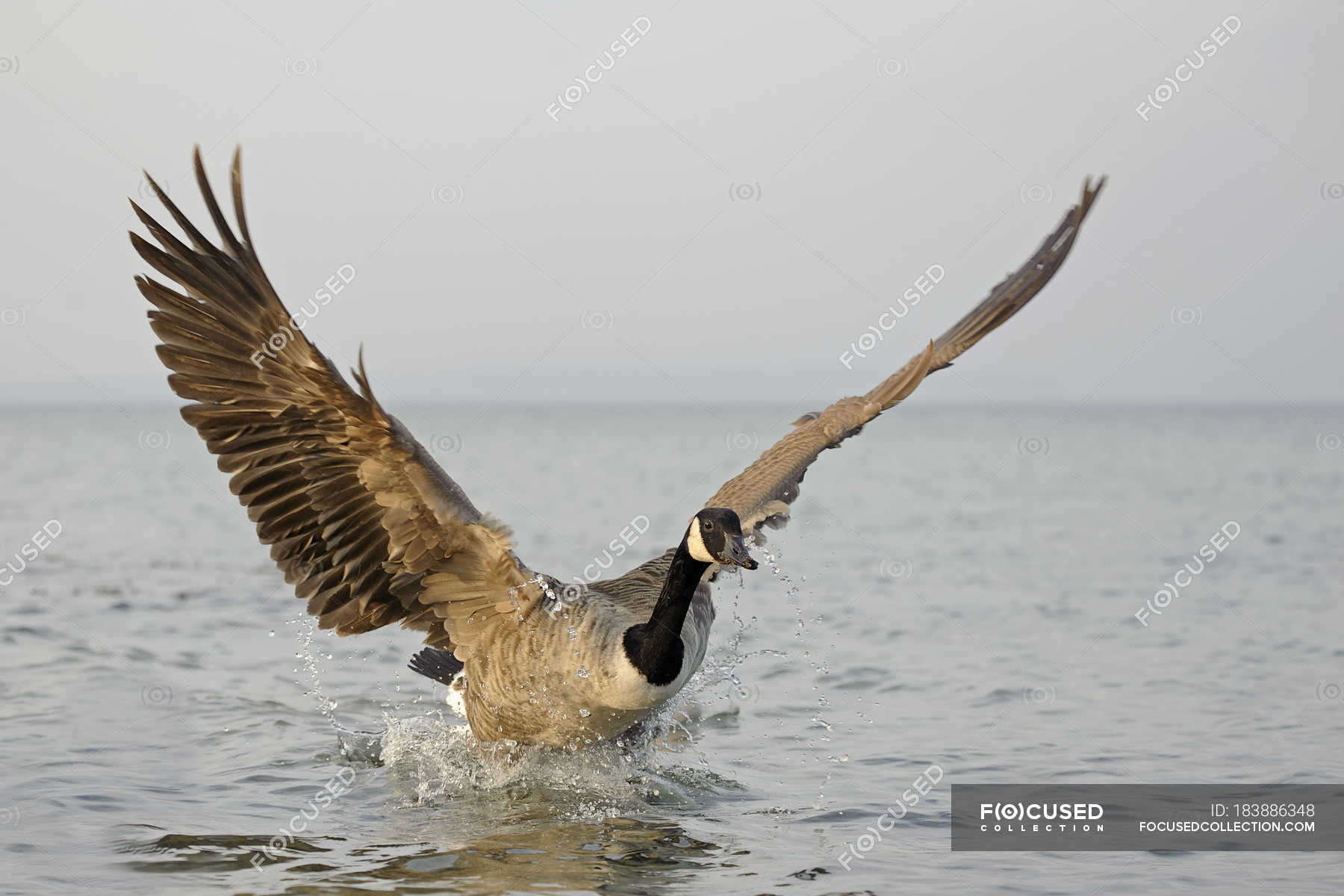 canadian goose landing