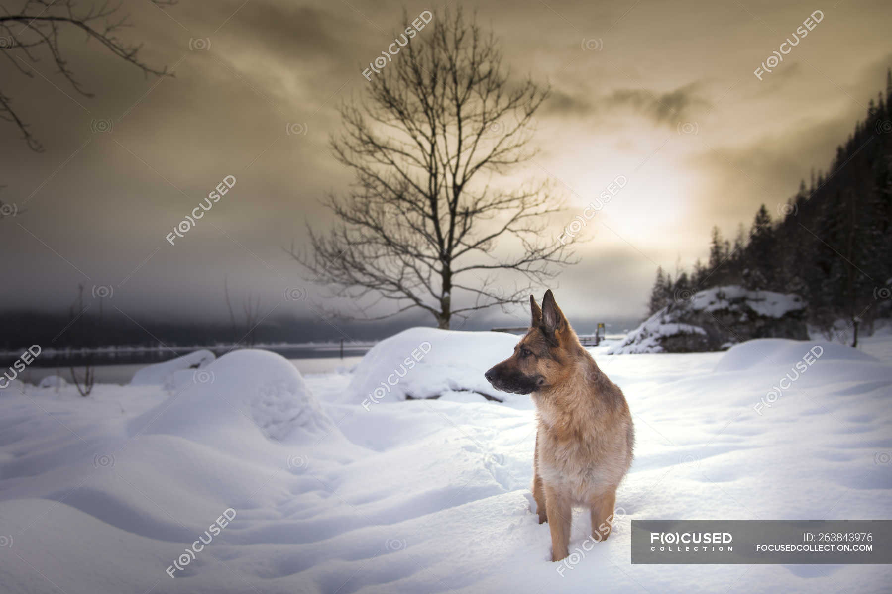 how do german shepherds do in winter