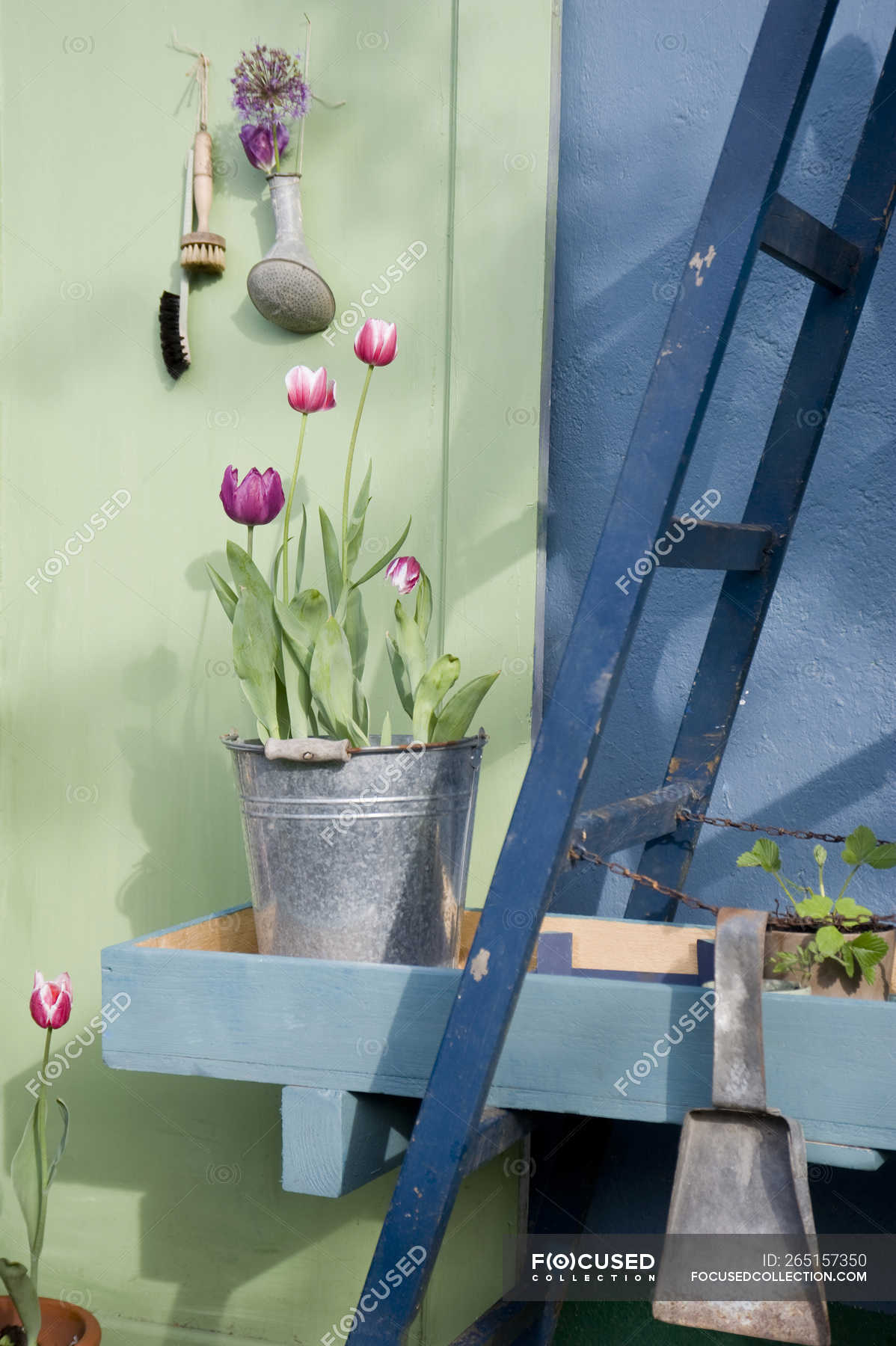 Tulipanes en maceta en cubo de metal — día, pintura - Stock Photo |  #265157350