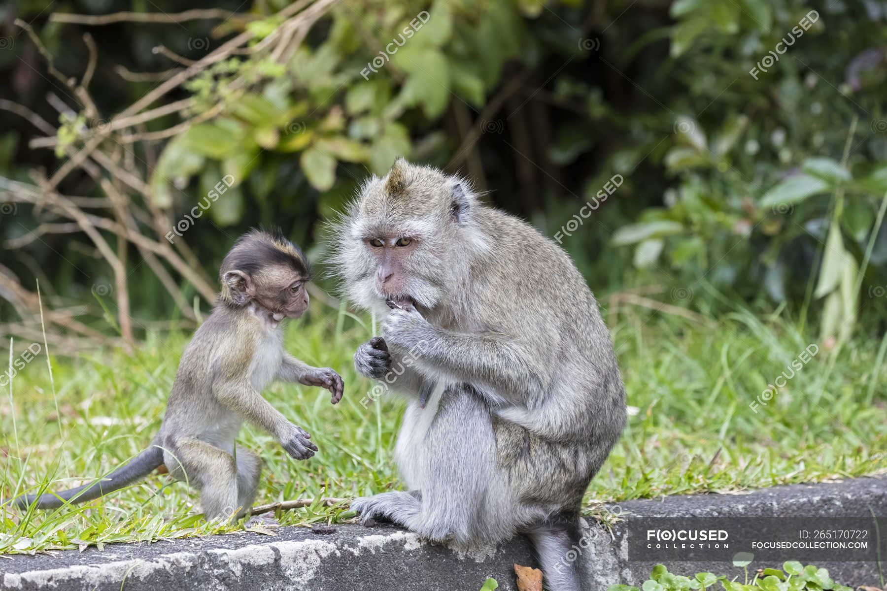 Mauritius, Black River Gorges National Park, long-tailed macaque, long-tailed macaques, mother with young animal — two animals, meadow - Stock Photo | #265170722 Mauritius, Black River Gorges National Park, long-tailed macaque, long-tailed macaques, mother with young animal — two animals, meadow - Stock Photo | #265170722