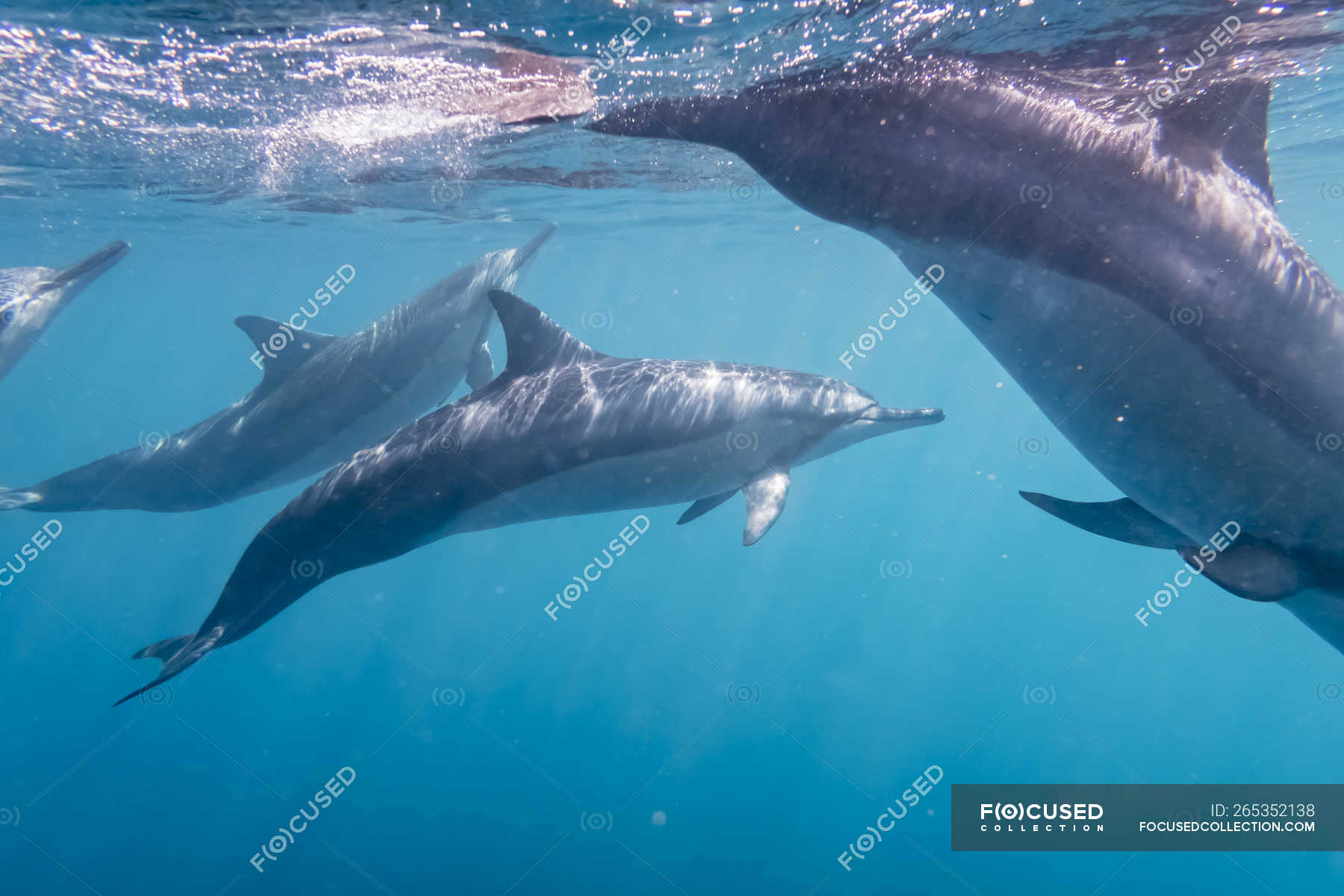 Mauritius, Indian Ocean, bottlenose dolphins, Tursiops truncatus — mammal,  wildlife - Stock Photo | #265352138