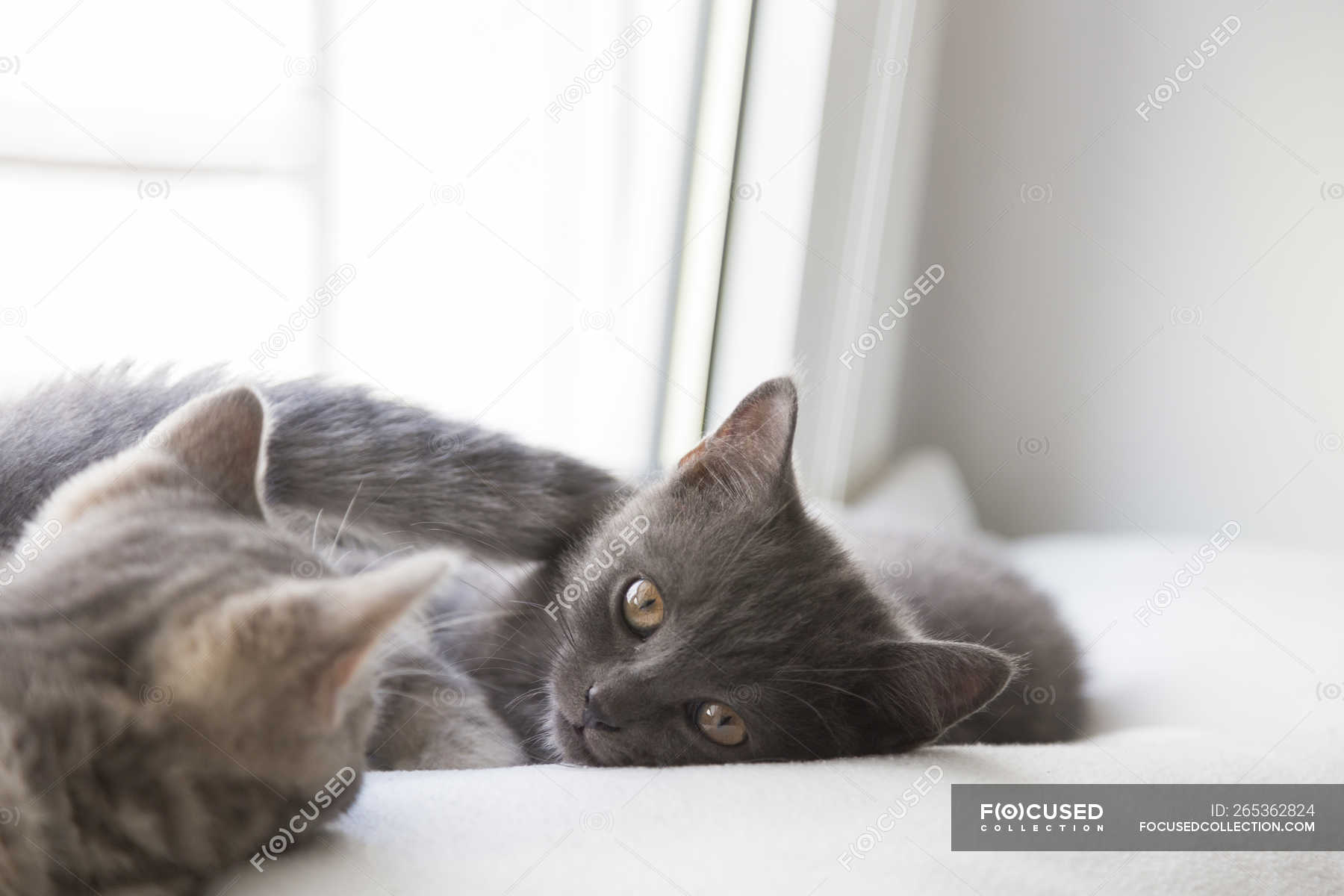 British Shorthair Kittens Lying On Window Sill Color Image