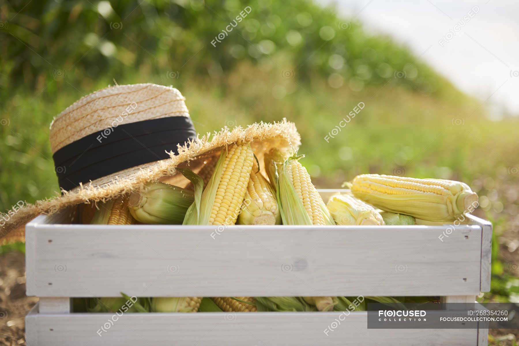 Corn cobs and straw hat in wooden crate on the field — cornfield
