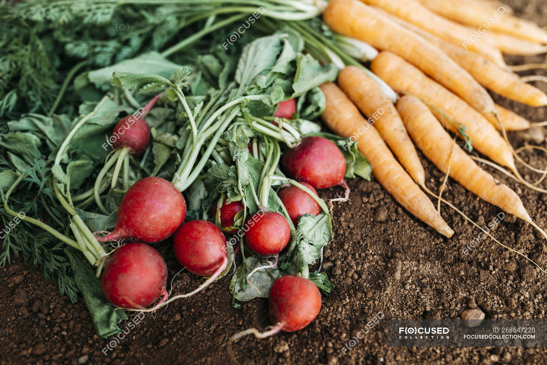 Image of Bowl of freshly harvested carrots and radishes
