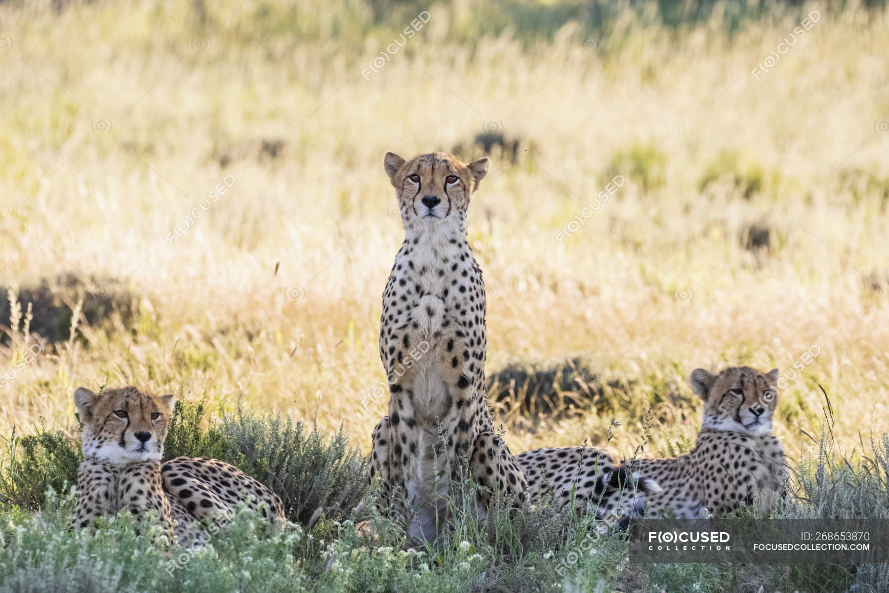 Botswana, Kgalagadi Transfrontier Park, Cheetahs, Acinonyx Jubatus — animals,  observation - Stock Photo | #268653870