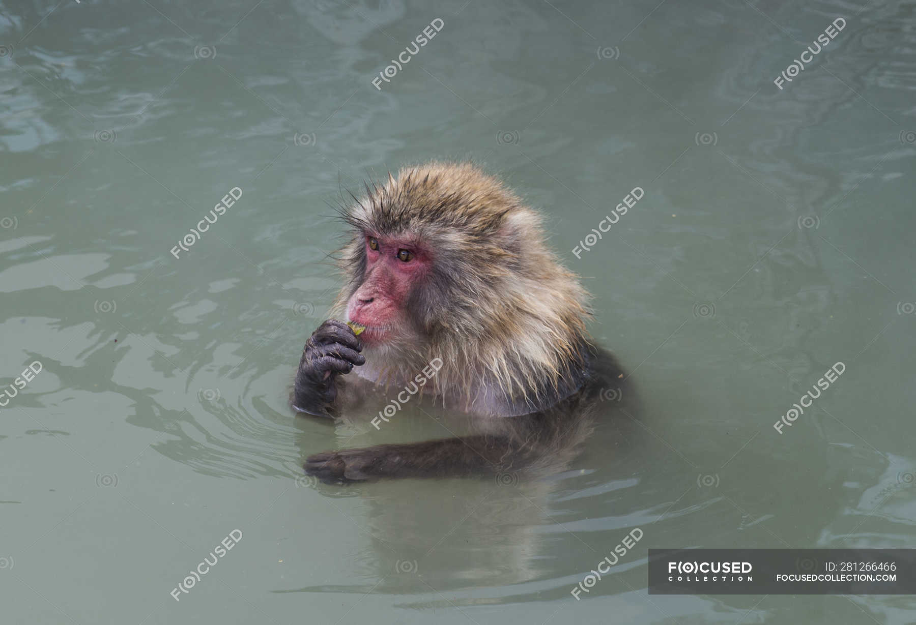 Hokkaido, Hakodate, red-faced makak in water — One Animal, macaca fuscata -  Stock Photo | #281266466