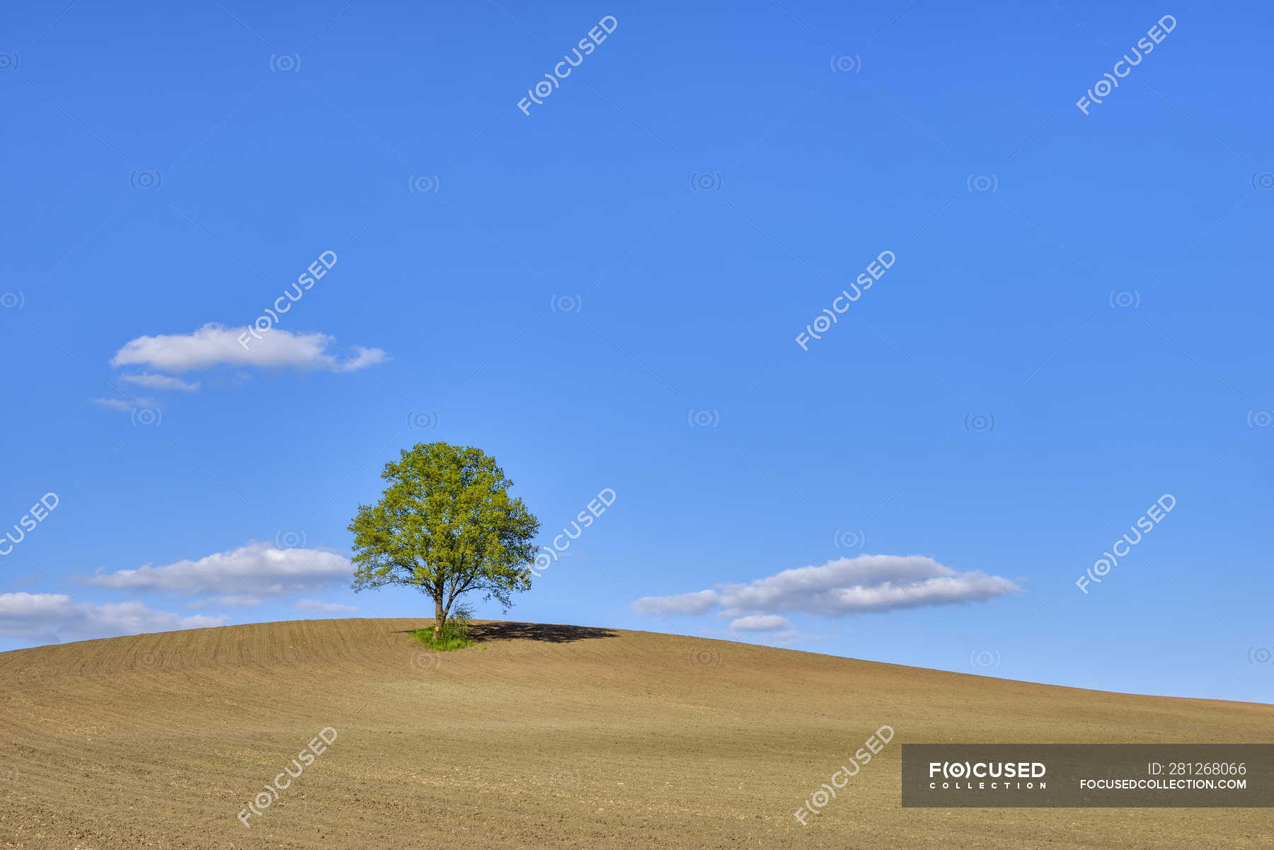 single tree landscape