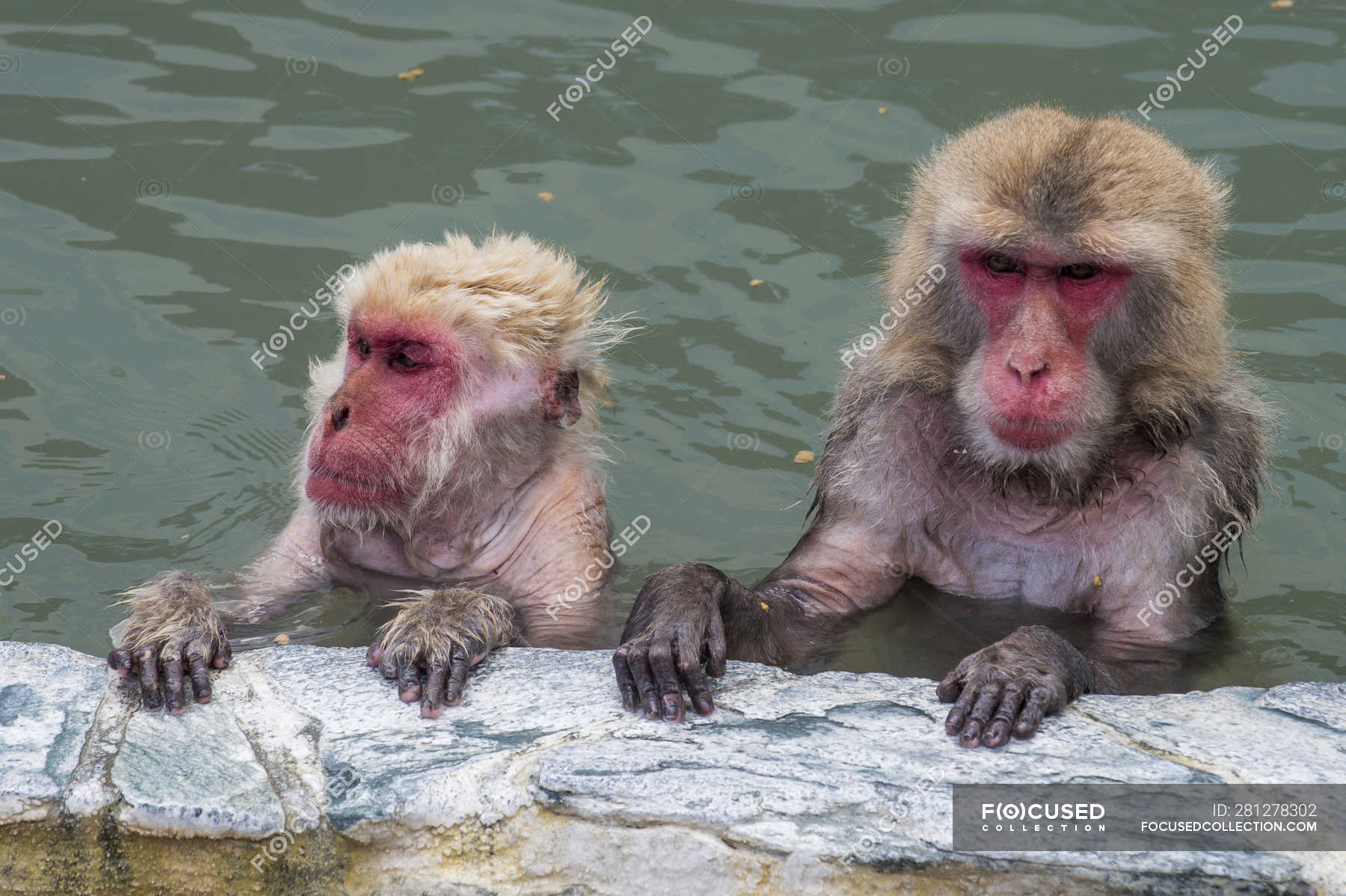 Hokkaido, Hakodate, red-faced makak in water — two animals, monkeys - Stock  Photo | #281278302