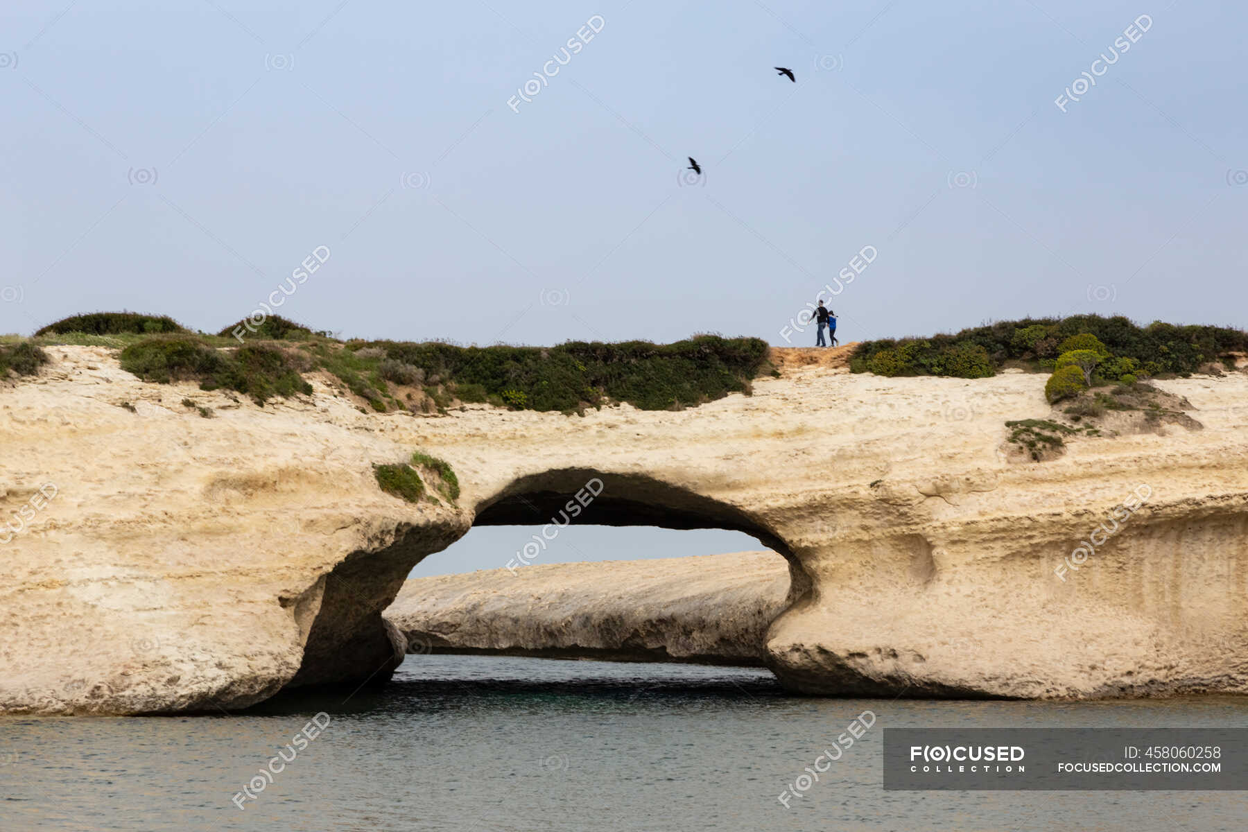 Ауриния скальная фото описание