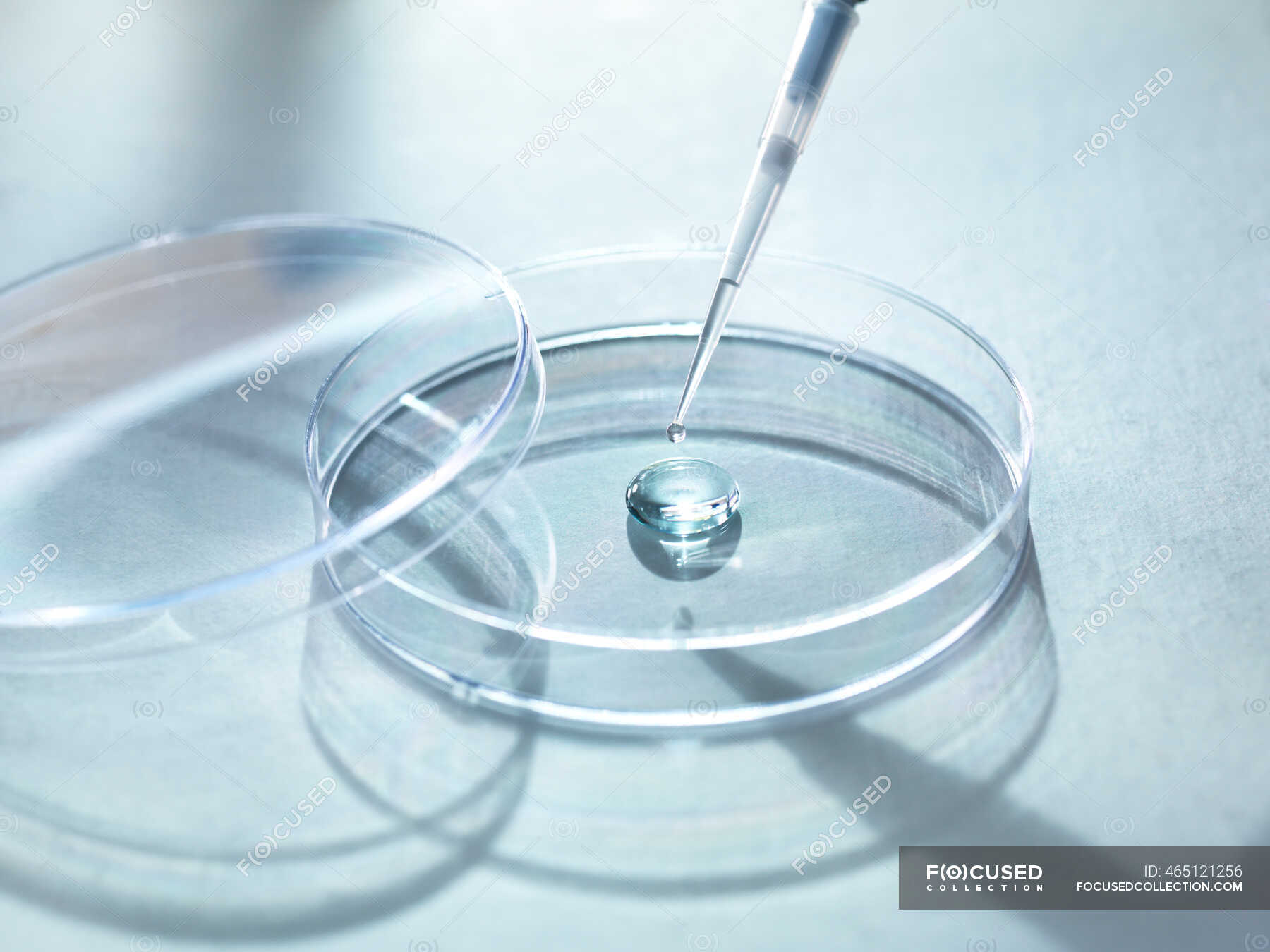 Closeup of sample pipetting in petri dish for experiment at laboratory