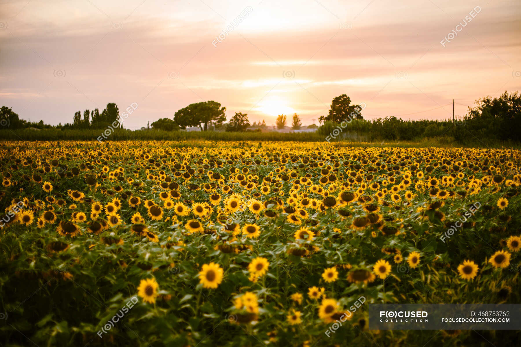 sunflower field sunset