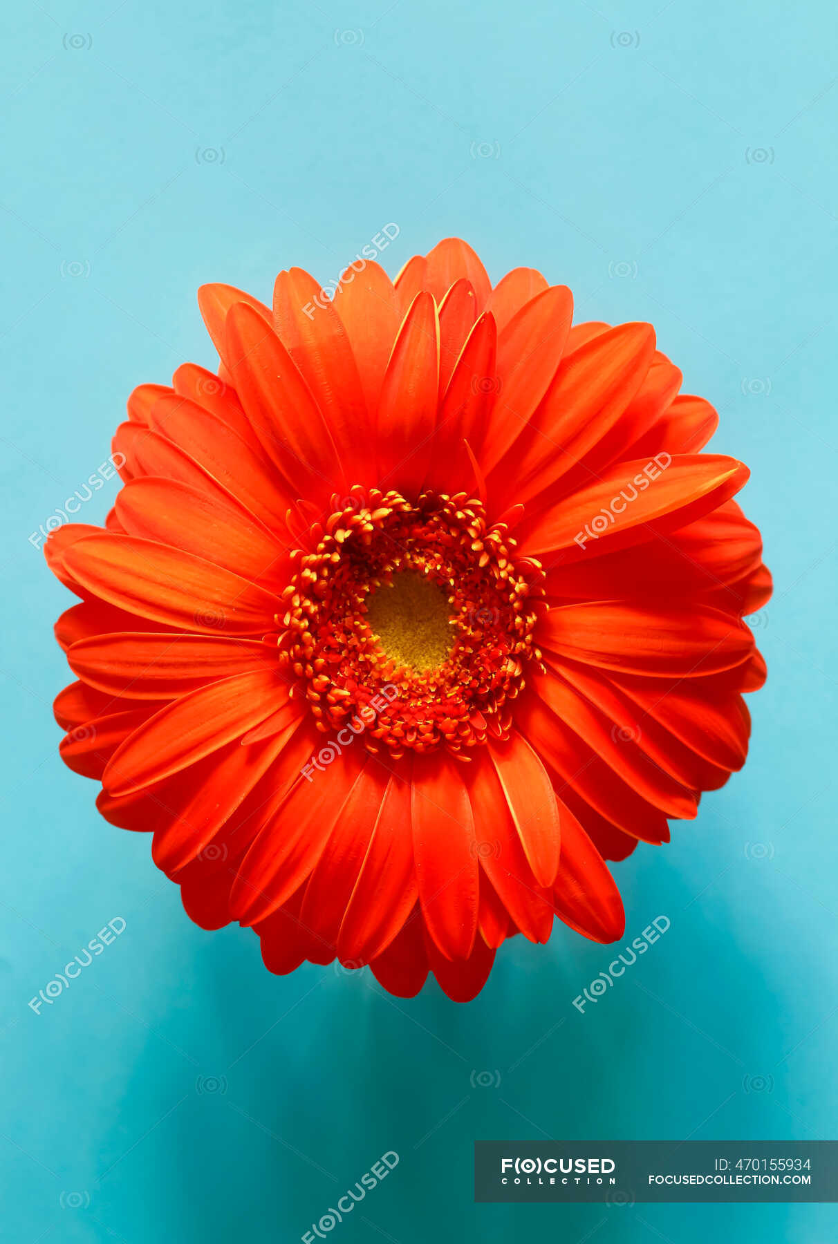 Studio shot of red gerbera flower on blue background — nobody, vibrant  colors - Stock Photo | #470155934