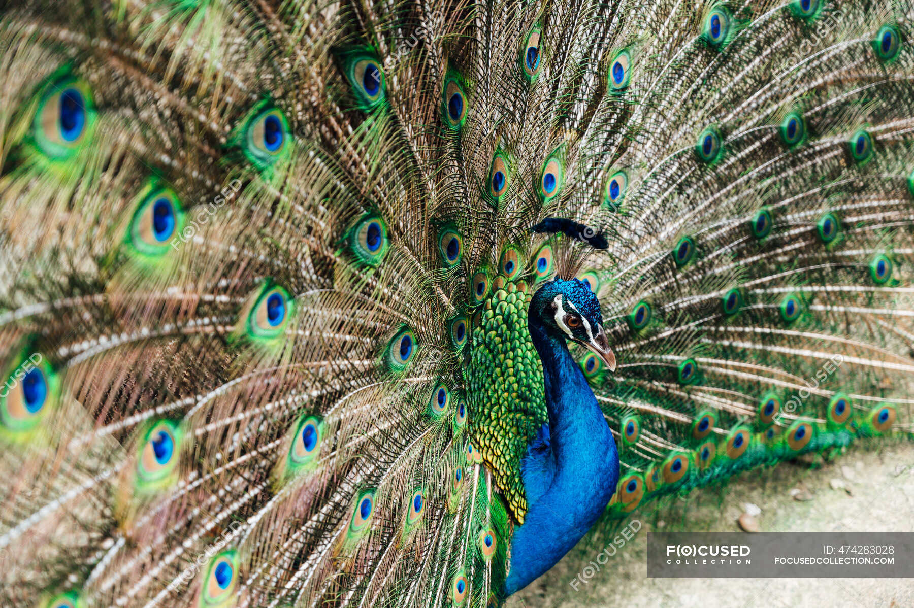 Malaysia, Portrait of peacock fanning out tail asia, Fanned - Stock | #474283028