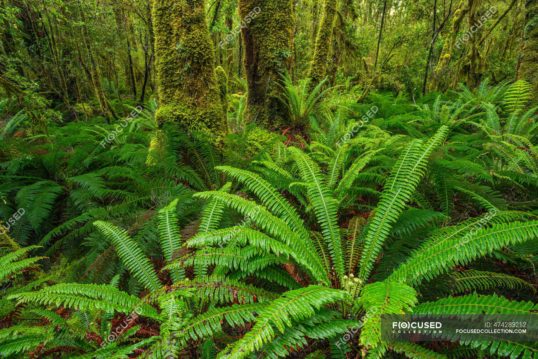 Foresta Pluviale - Foto Stock, Immagini Royalty Free | Focused