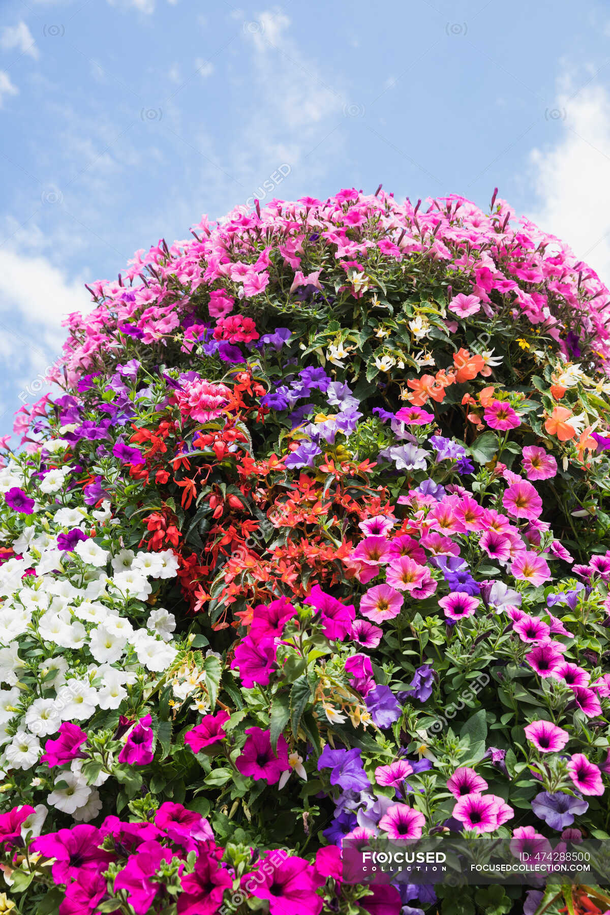 Macizo de flores de primavera de petunias coloridas y begonias —  Jardinería, Colorido - Stock Photo | #474288500