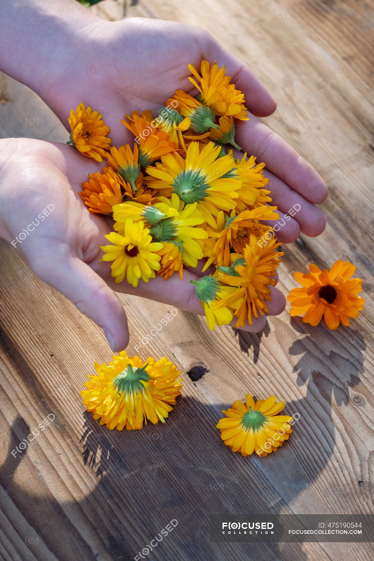 Baviera, Alemania, Manos de mujer sosteniendo racimo de cabezas de  caléndulas florecientes (Calendula officinalis) — planta, crecimiento -  Stock Photo | #475190544