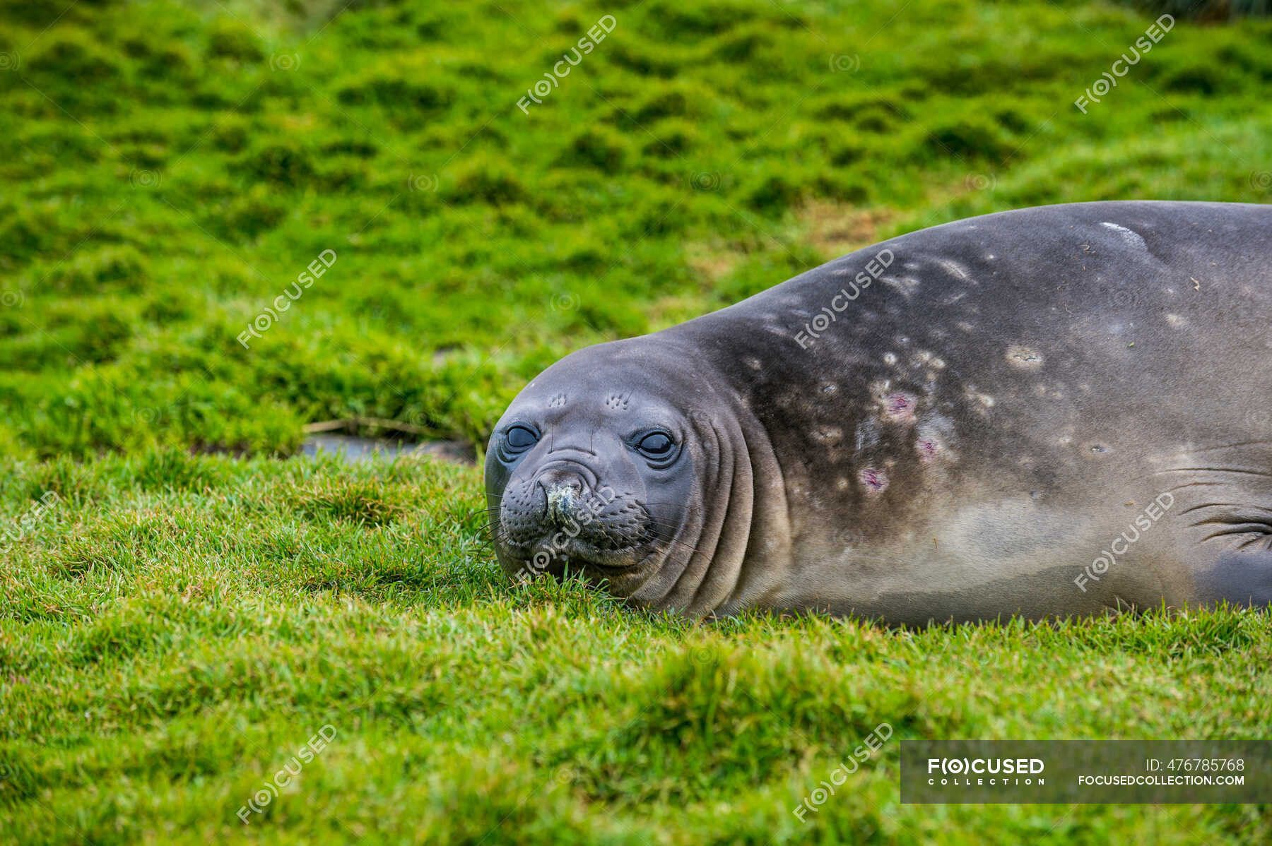 Portrait of Southern elephant seal (Mirounga leonina) lying on grass