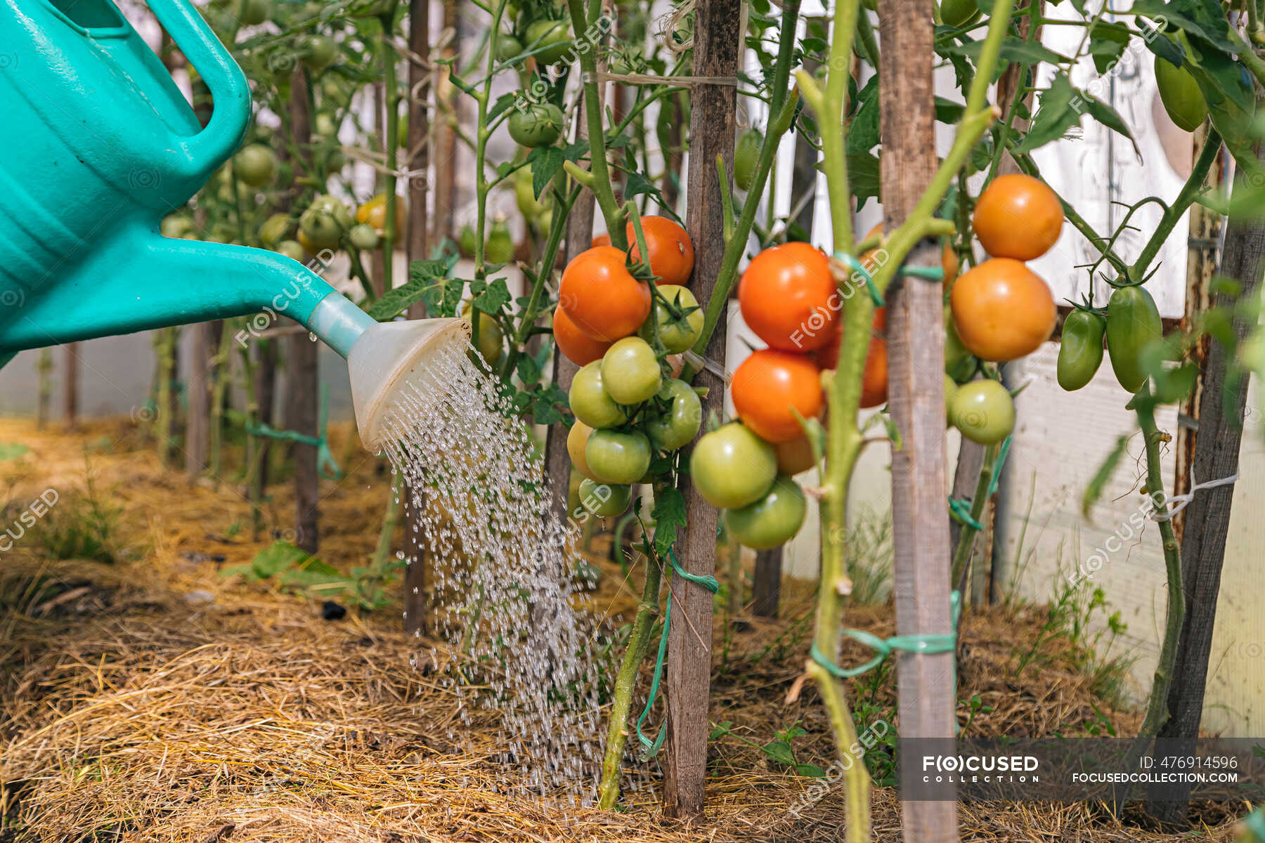 Tomato plants are being watered — care, product Stock Photo 476914596