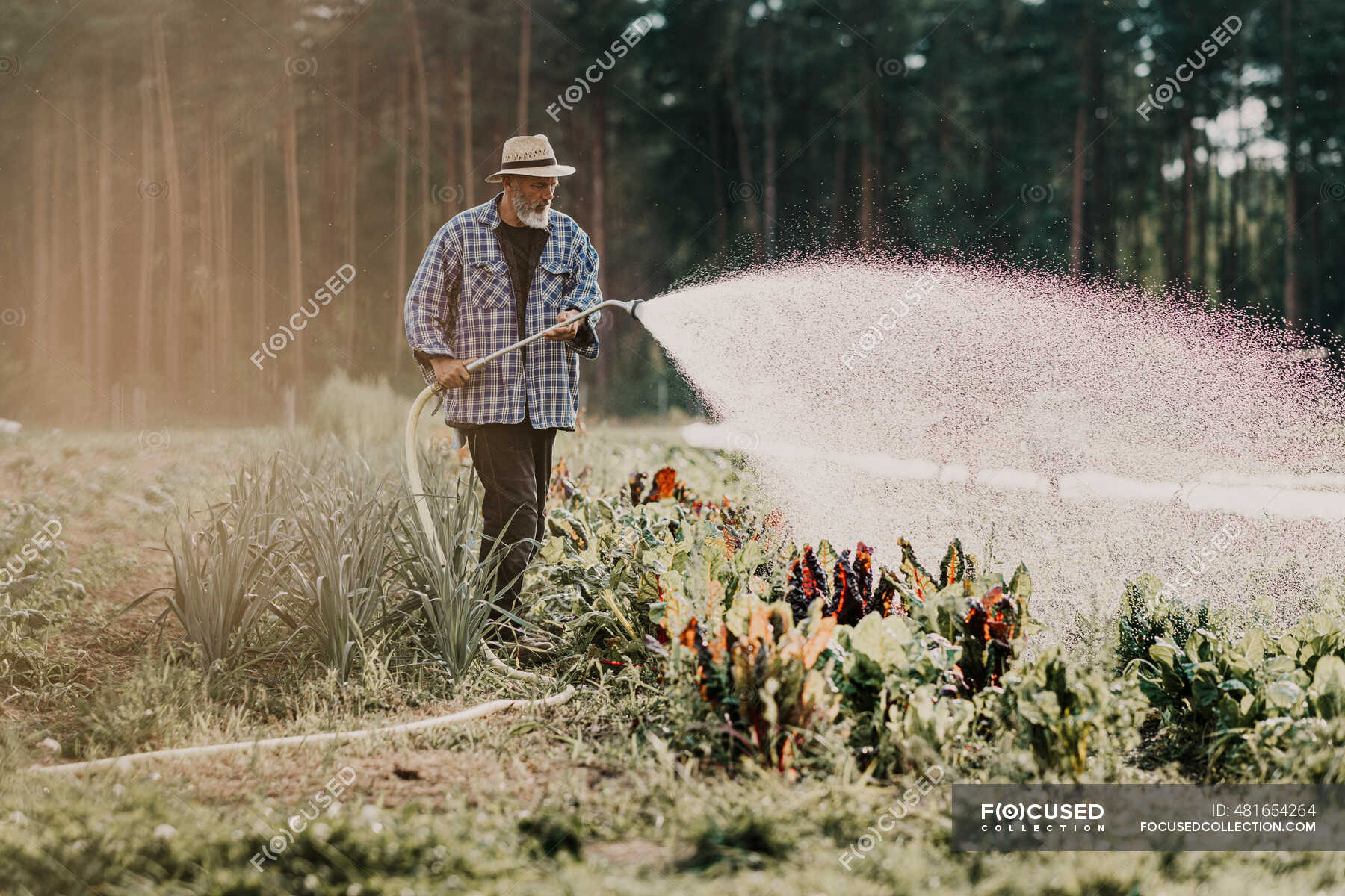 farmer-watering-crops-with-pipe-while-standing-at-agricultural-field