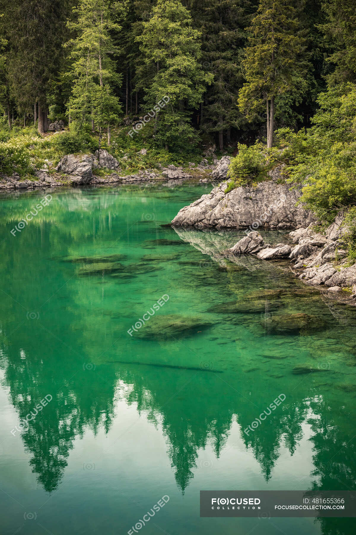 Turquoise Lake And Forest — Nobody Plant Stock Photo 481655366