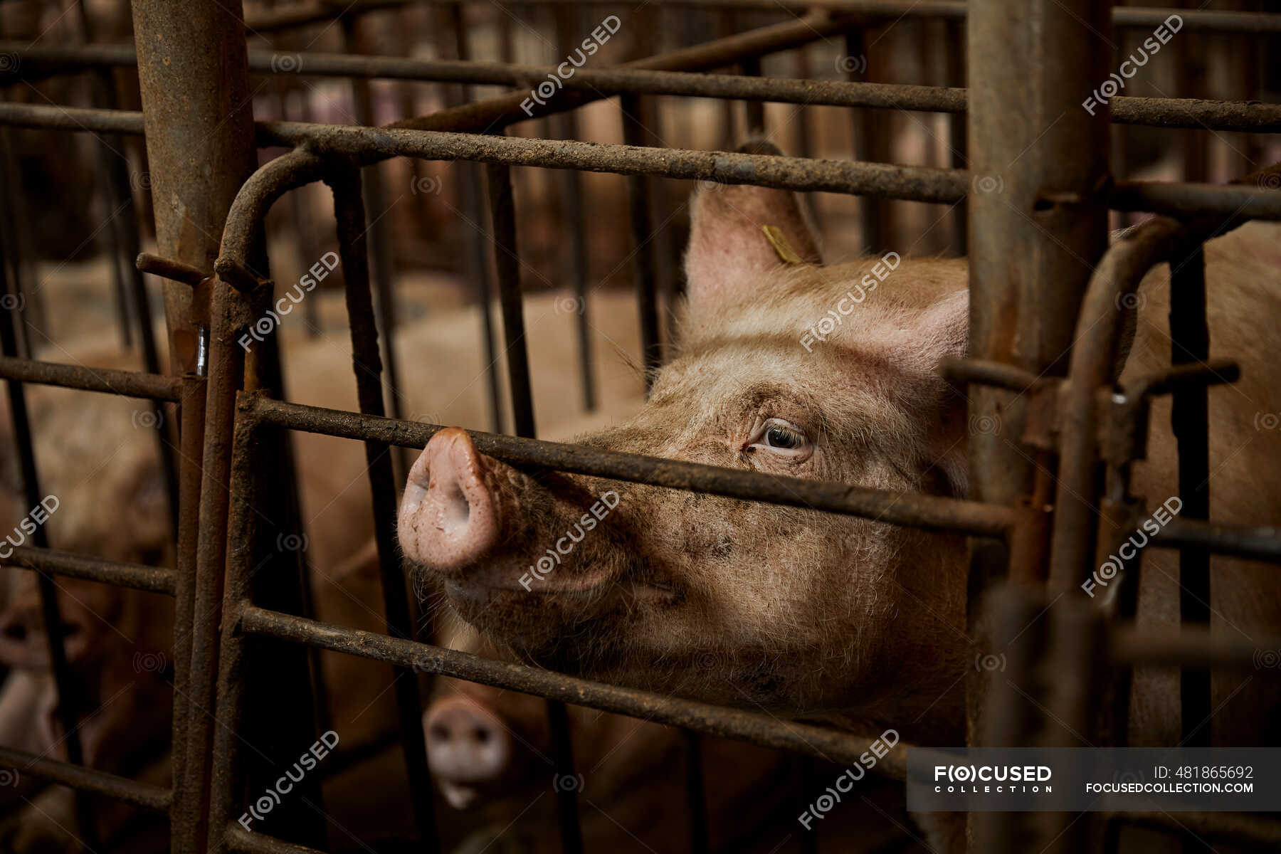 Pigs in cage at animal pen — agriculture, nobody - Stock Photo | #481865692