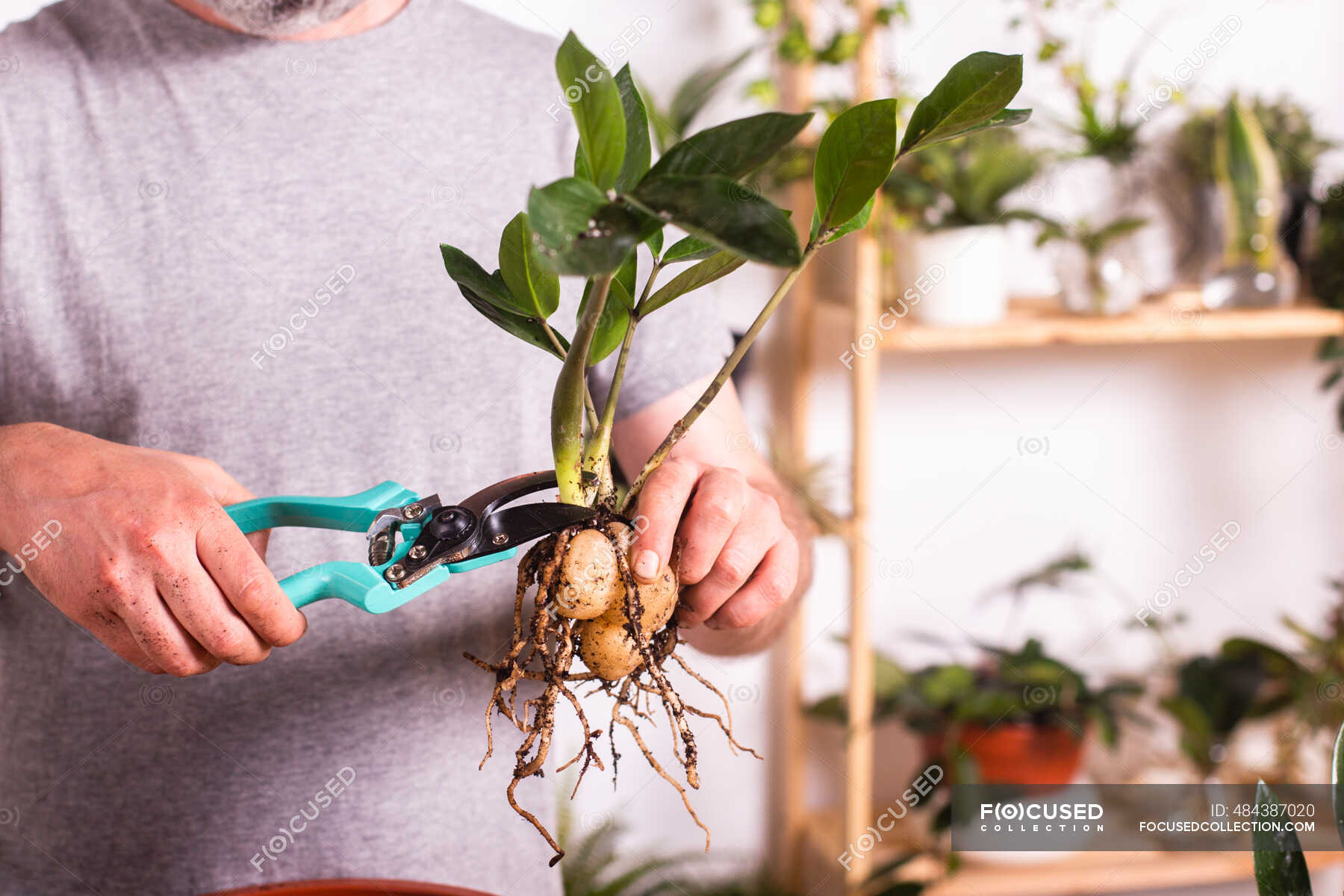 Man cutting Zamioculcas Zamiifolia plant branch with pruning shears