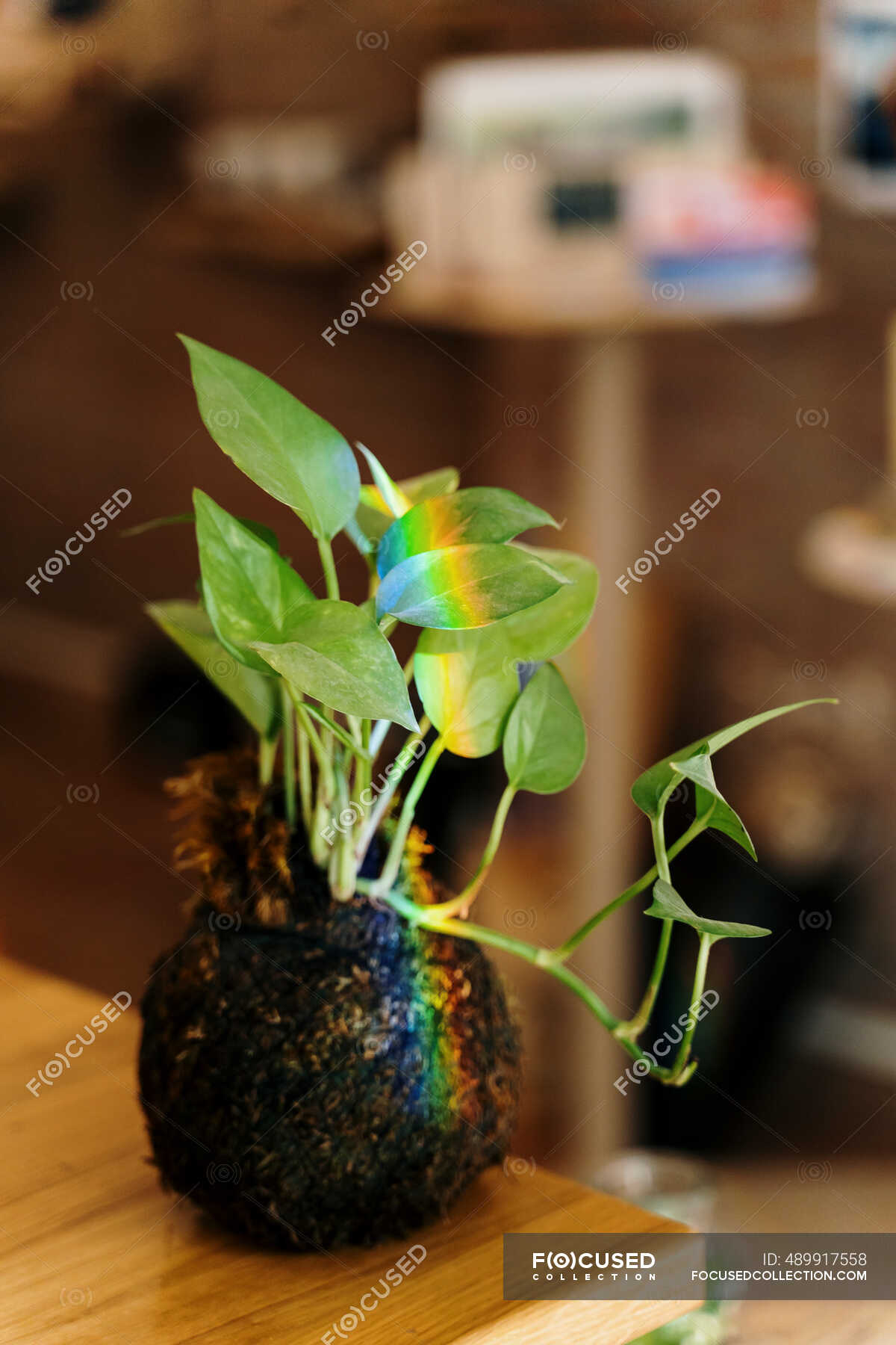 download kokedama download kokedama