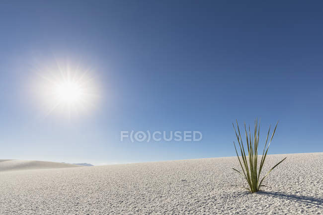 Pflanze wächst in Wüstendüne — Stockfoto