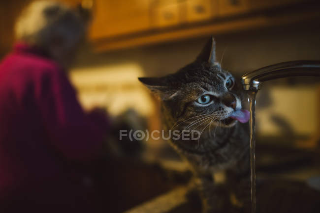 Tabby gatto acqua potabile — Foto stock