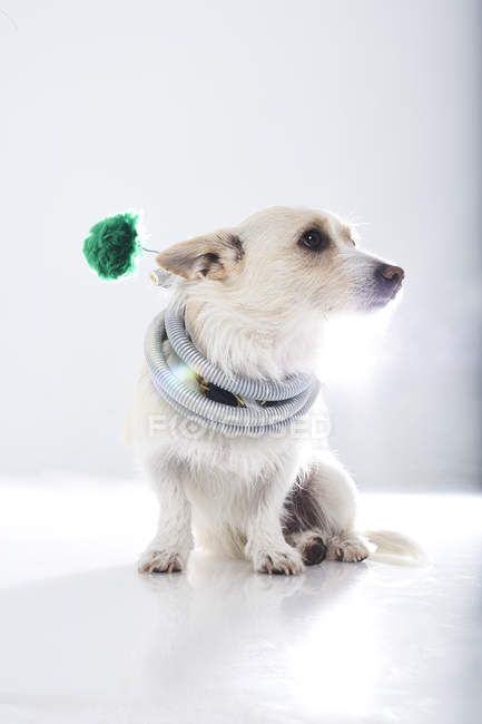 Hund verkleidet sich mit Schlauch — Stockfoto