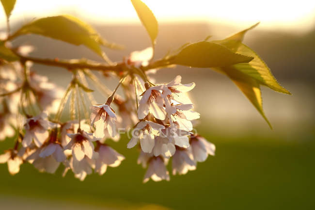 Ramoscello di albero in fiore — Foto stock