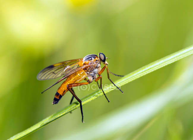 Gros plan de Rhagionidae jaune doré sur la feuille — Photo de stock