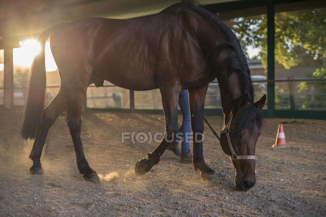 Cavallo in maneggio arena — Foto stock