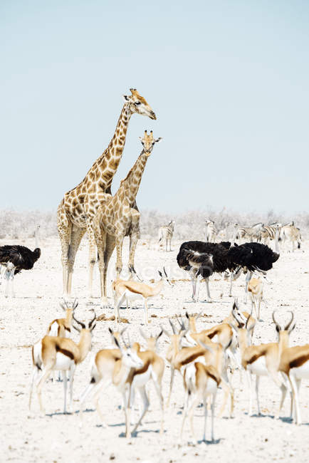 Deux girafes, autruches, springboks et zèbres — Photo de stock