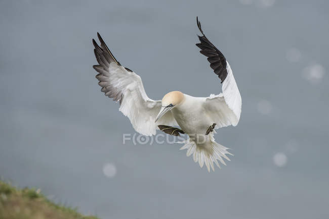 Gannet settentrionale volante — Foto stock