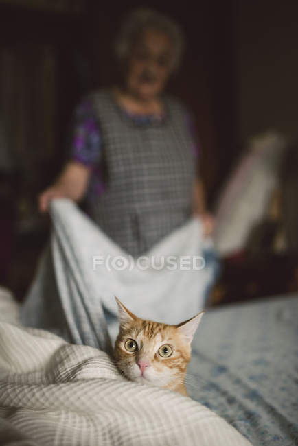 Кіт на оповіщення, Літня жінка робить ліжко — стокове фото