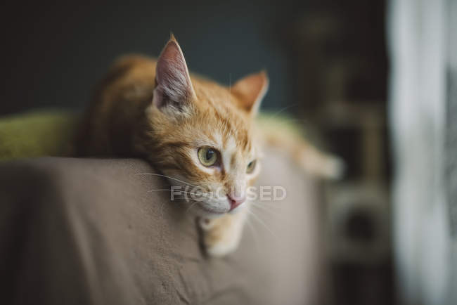 Ginger cat resting — Stock Photo